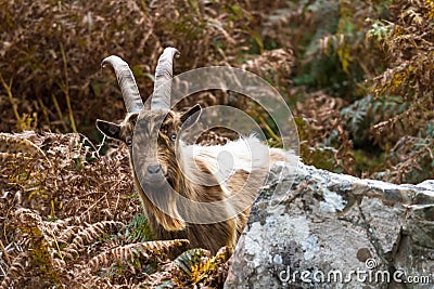 Wild mountain goat, feral showing horns amongst bracken looking at camera Stock Photo