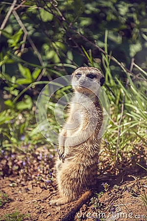 Member of a family of meerkats suricata seeds as well as insects on guard on the lawn with green grass. Stock Photo