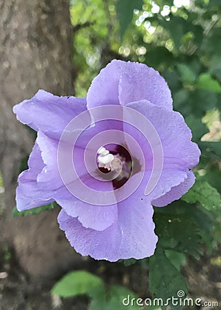 Purple Rose Of Sharon Stock Photo