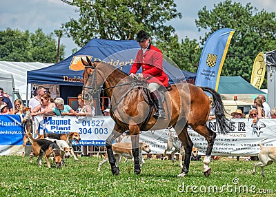 Worcestershire Foxhounds at the Hanbury Countryside Show, Worcestershire, England. Editorial Stock Photo