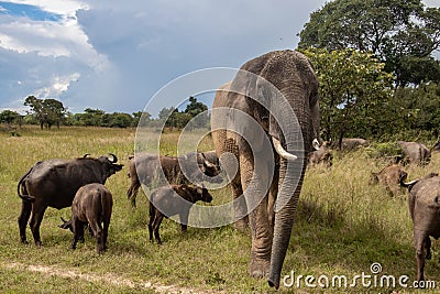 Members of big five African animals, elephant and buffalo in Imire national animal park Editorial Stock Photo
