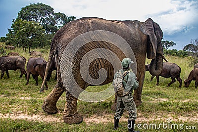 Members of big five African animals, elephant and buffalo in Imire national animal park, secured by ranger Editorial Stock Photo