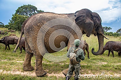 Members of big five African animals, elephant and buffalo in Imire national animal park, secured by ranger Editorial Stock Photo