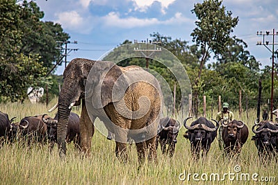 Members of big five African animals, elephant and buffalo walking together in savannah in African open vehicle safari in Zimbabwe Editorial Stock Photo