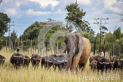 Members of big five African animals, elephant and buffalo walking together in savannah in African safari in Zimbabwe Editorial Stock Photo