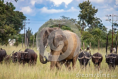 Members of big five African animals, elephant and buffalo walking together in savannah in African safari in Zimbabwe Editorial Stock Photo