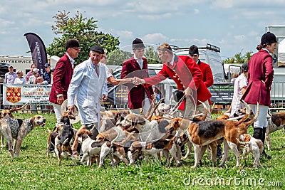 Foxhounds and Beagles at the Hanbury Countryside Show, Worcestershire, England. Editorial Stock Photo