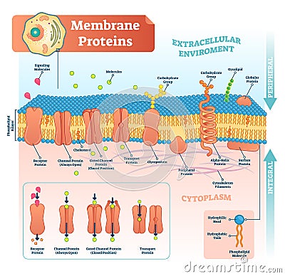 Membrane proteins labeled vector illustration. Detailed structure scheme. Vector Illustration