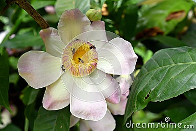 Membrillo, sachamango or heaven lotus flower Stock Photo