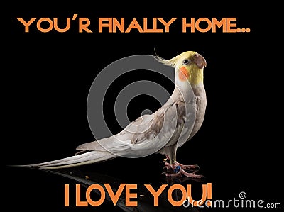 Meme, Parrot Quote, Cockatiel very cute happy crest down, smiling, happy face in studio on a reflective surface, I love you Stock Photo