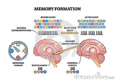 Memory formation and effective processing after night sleep outline diagram Vector Illustration