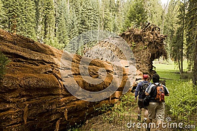 Men Hiking Along Fallen Redwood Tree Stock Photo