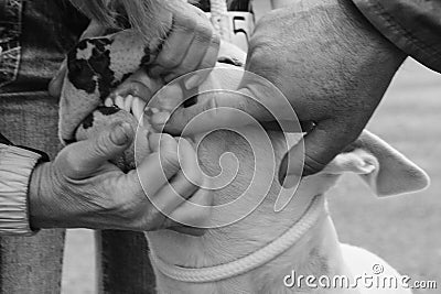 Men inspecting dog teeth Stock Photo