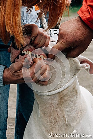 Men inspecting dog teeth Stock Photo