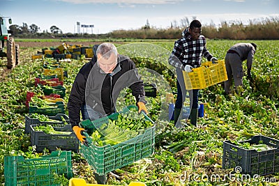 Men professional gardeners during harvesting of celery Stock Photo