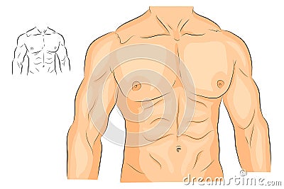 Men s body arms shoulders chest and abs. Vector Illustration