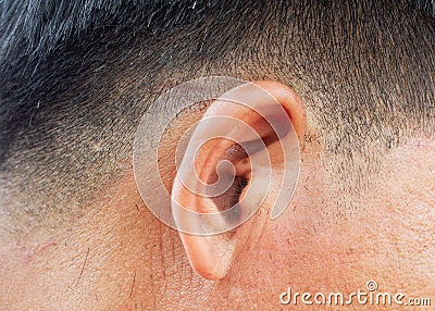 Men`s ears and new men`s haircuts. Stock Photo