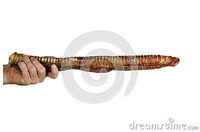 Men`s Hand demonstrates Dried beef trachea king size Stock Photo