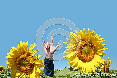 Rock hand sign and sunflower on blue sky. Stock Photo