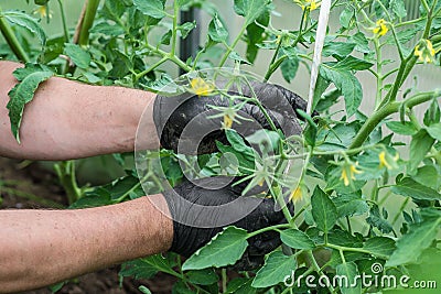 Men`s hands in black gloves take care of the tomatoes in the greenhouse. yellow flowers tomatoes Stock Photo