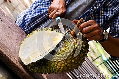 Men`s hands cutting Durian fruit Stock Photo