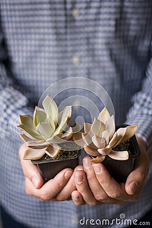 Man holding two indoor succulent plants in his hands. Stock Photo