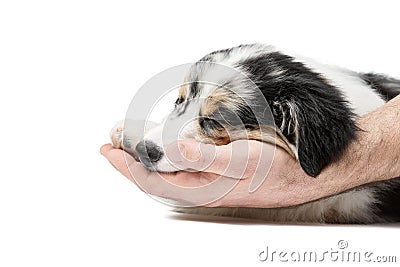 Men`s hands gently and caringly touch the sleeping puppy. Stock Photo