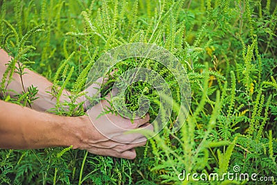Men`s hands tear ragweed, causing allergy in many people Stock Photo