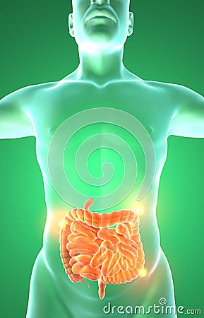 Men's internal organs, digestive system intestines. Stock Photo