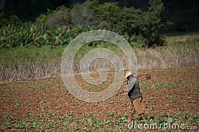 A men walking a tobacco field with hoes Editorial Stock Photo