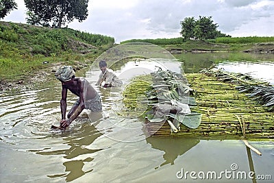 Men working in jute industry, Bangladesh Editorial Stock Photo