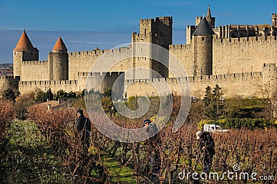 Men working in vinyards. Carcassonne. France Editorial Stock Photo