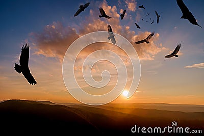 Menacing Circling Turkey Vultures Stock Photo