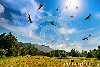 Menacing Circling Turkey Vultures Stock Photo