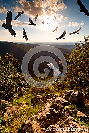 Menacing Circling Turkey Vultures Stock Photo