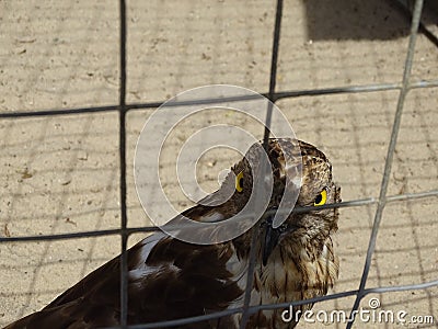 The menacing look of a Falcon. Stock Photo