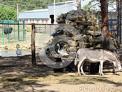 Menagerie Stock Photo