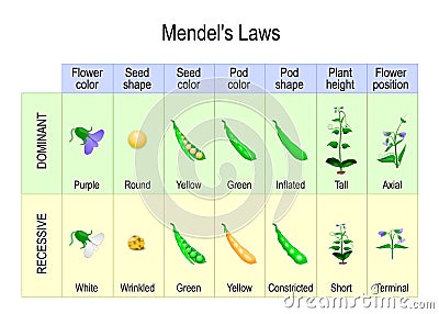 Mendelâ€™s Experiment. biological inheritance Vector Illustration