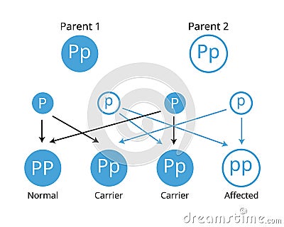 Mendelian genetics, the three possible genetic conditions for a trait inherited in a recessive manner Vector Illustration