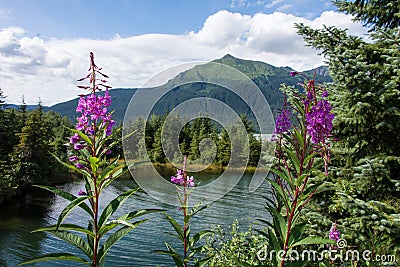 Mendenhall Glacier Park, Juneau, Alaska Stock Photo