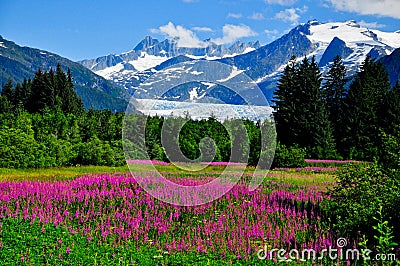 Mendenhall Glacier view with Fireweed Stock Photo