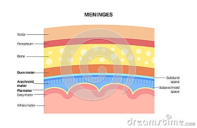 Meninges anatomy diagram Vector Illustration