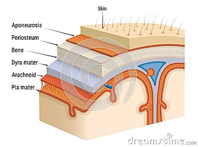 Meninges of the brain Vector Illustration