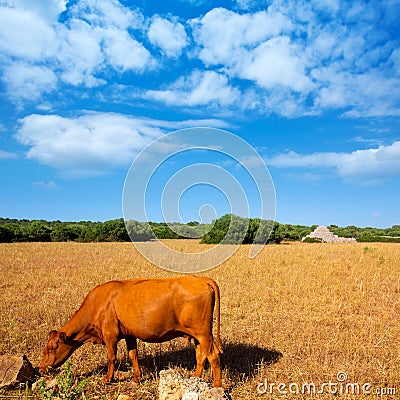 Menorca brown cow grazing in golden field near Ciutadella Stock Photo