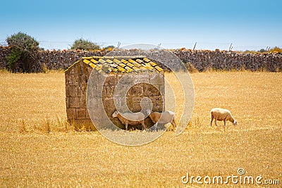 Menorca sheep flock grazing in golden dried meadow Stock Photo
