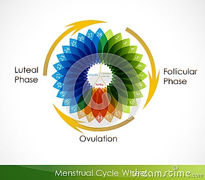 Menstrual cycle calendar Vector Illustration