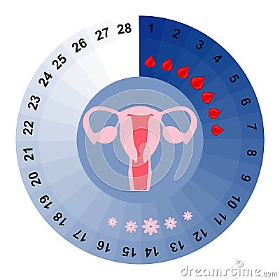 Menstrual cycle calendar Vector Illustration