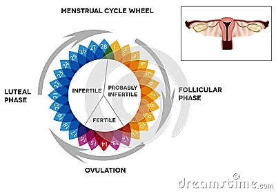 Menstrual cycle calendar and reproductive system Vector Illustration