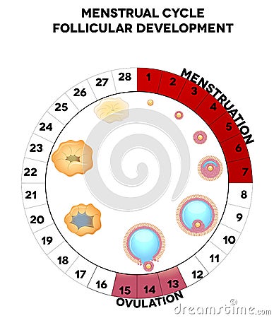 Menstrual cycle graphic, follicules Vector Illustration