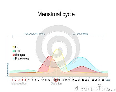 Menstrual cycle Vector Illustration